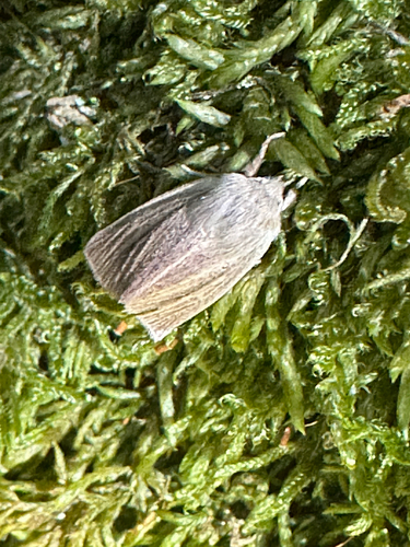 Blair's Wainscot