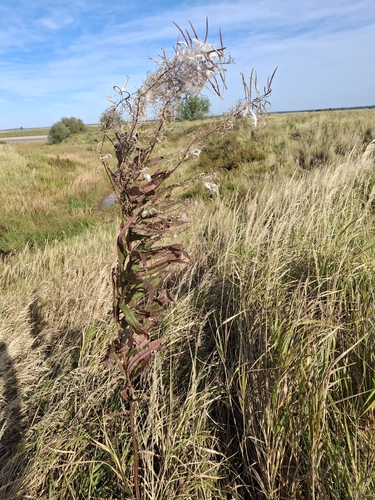 fireweed