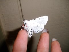 Spilosoma vestalis