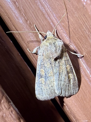 Square-spot Rustic