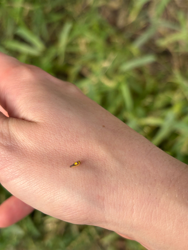 Saddled Leafhopper