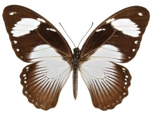 Mocker Swallowtail