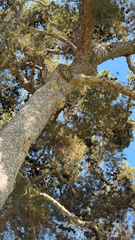 author not stated, no rights reserved Pinus halepensis, photograph author not stated, no rights reserved