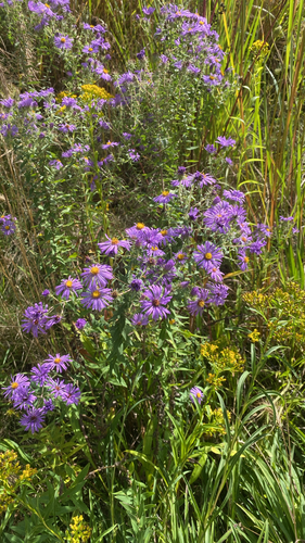 New England aster
