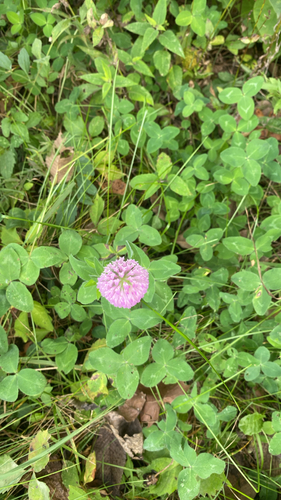 Red Clover