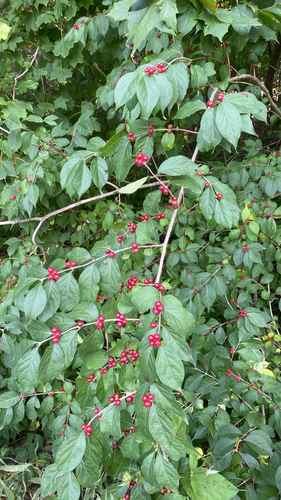 Amur honeysuckle