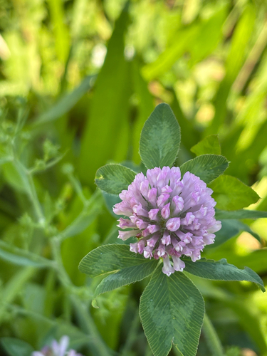 Red Clover