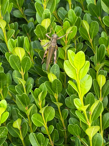 Differential Grasshopper