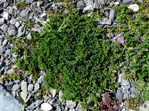 Trifolium micranthum, 2026-09-21