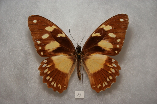 Mocker Swallowtail
