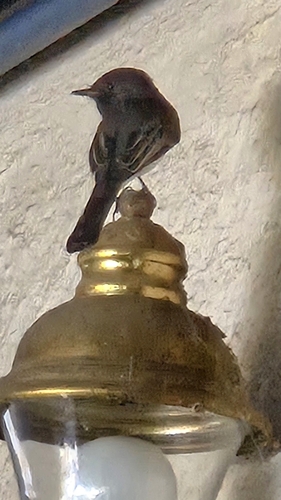 Black Phoebe