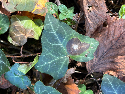 Phoma observed 2026-09-24