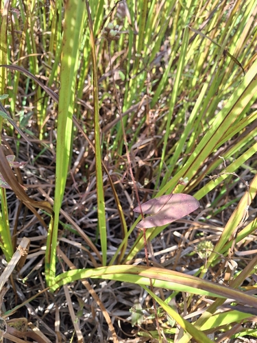 arrow-leaved tearthumb