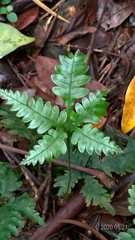 Pteris grevilleana