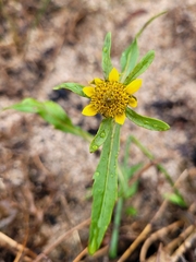 Bidens cernua, photograph (c) Robyn Perkins, some rights reserved (CC BY)