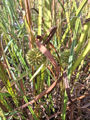 big bur-reed