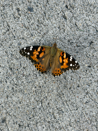 Painted Lady