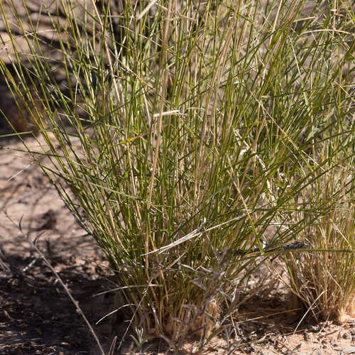 Eragrostis xerophila · iNaturalist