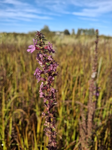 purple loosestrife