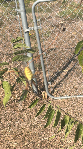 Yellow Garden Spider
