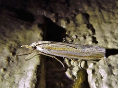 Crambus laqueatellus