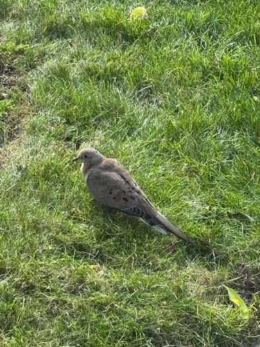 Mourning Dove