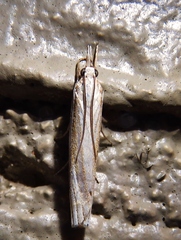 Crambus laqueatellus