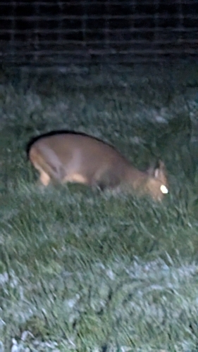 Reeves's Muntjac