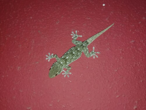 Moorish Gecko