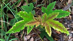 Rubus reflexus hui