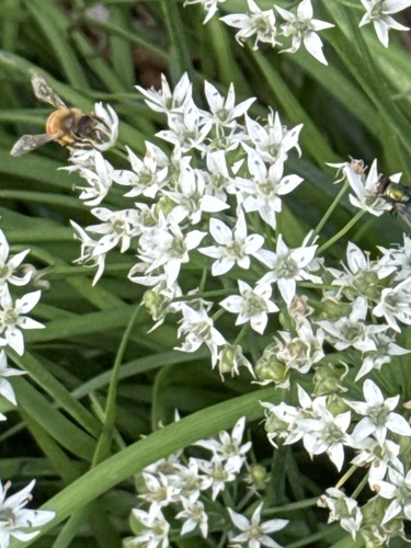 Western Honey Bee
