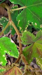 Rubus reflexus hui