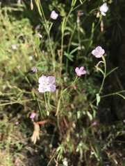 Clarkia epilobioides