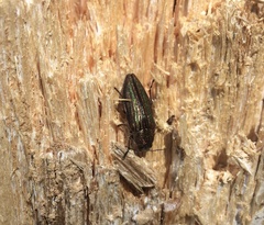 Buprestis striata