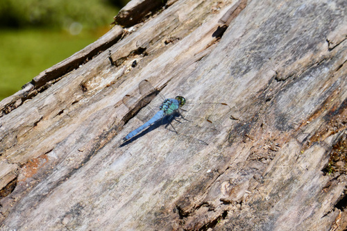 Eastern Pondhawk