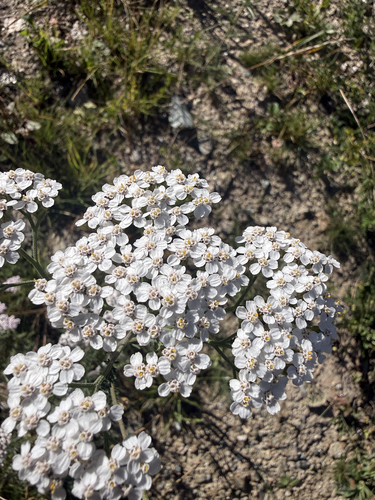 common yarrow