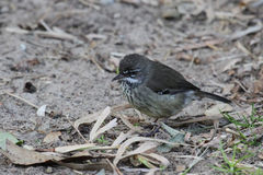 Sericornis maculatus