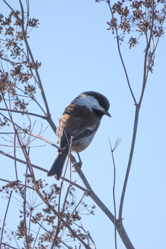 Chestnut-backed Chickadee