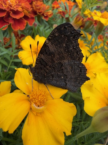 European Peacock Butterfly