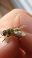 Myathropa florea