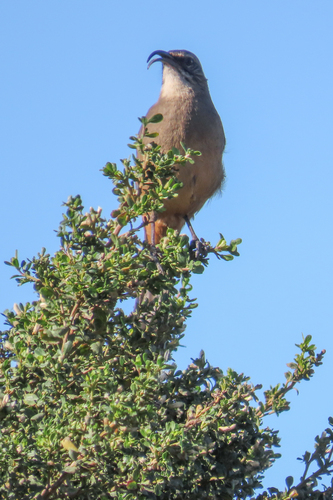 California Thrasher