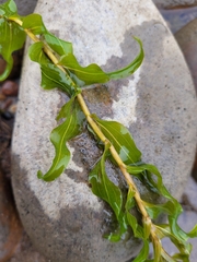Potamogeton richardsonii