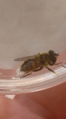 Myathropa florea