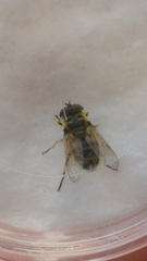 Myathropa florea