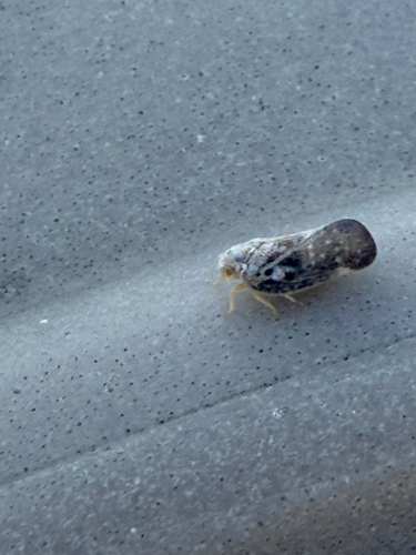 Citrus Flatid Planthopper