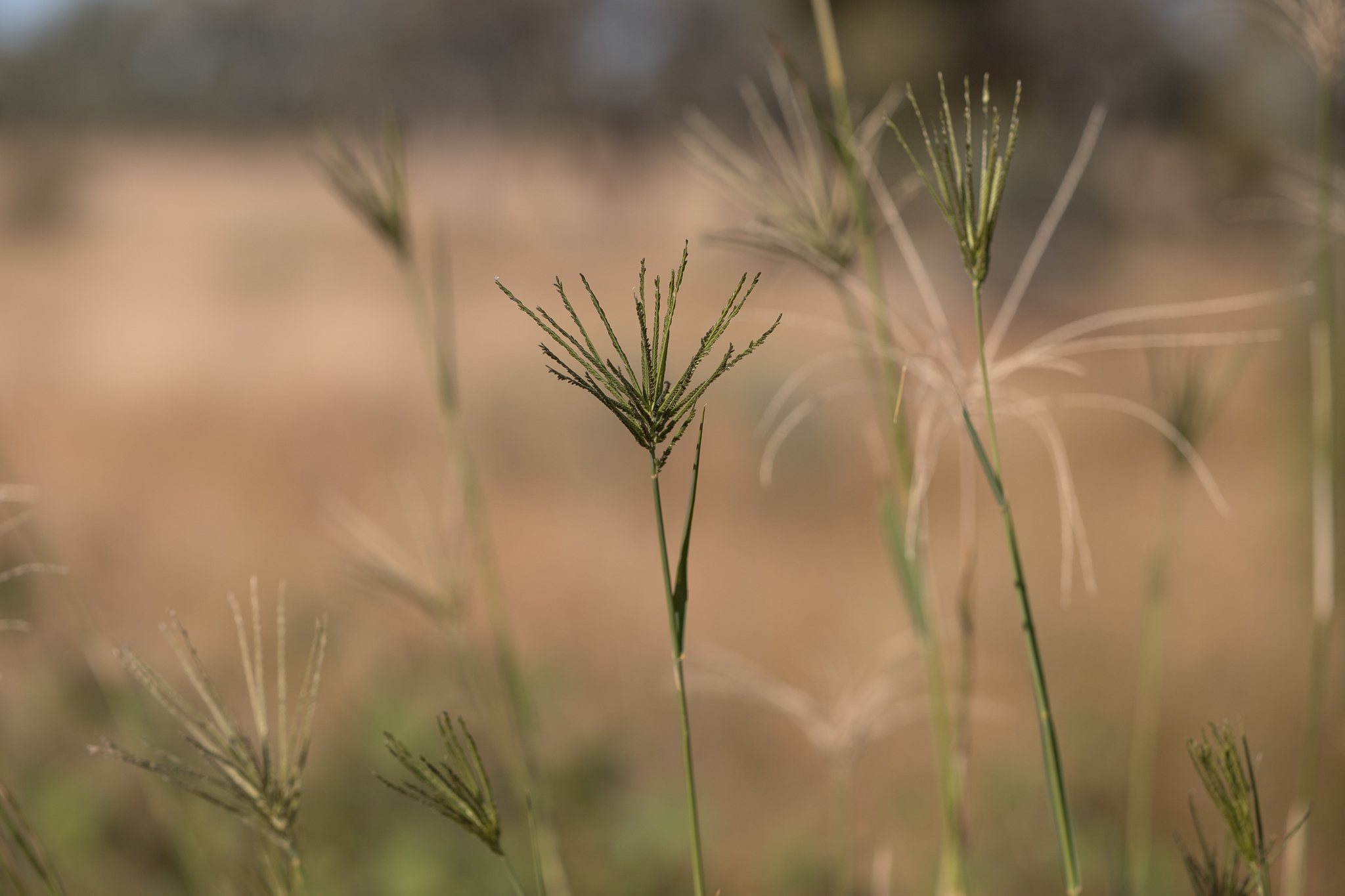 Leptochloa digitata