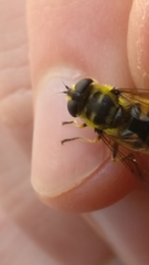 Myathropa florea