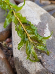 Potamogeton richardsonii, photograph (c) Robyn Perkins, some rights reserved (CC BY)