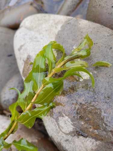 Potamogeton richardsonii, photograph 3