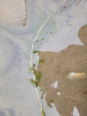 Potamogeton richardsonii, photograph (c) Robyn Perkins, some rights reserved (CC BY)